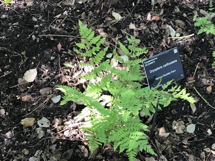 Dryopteris carthusiana leaf