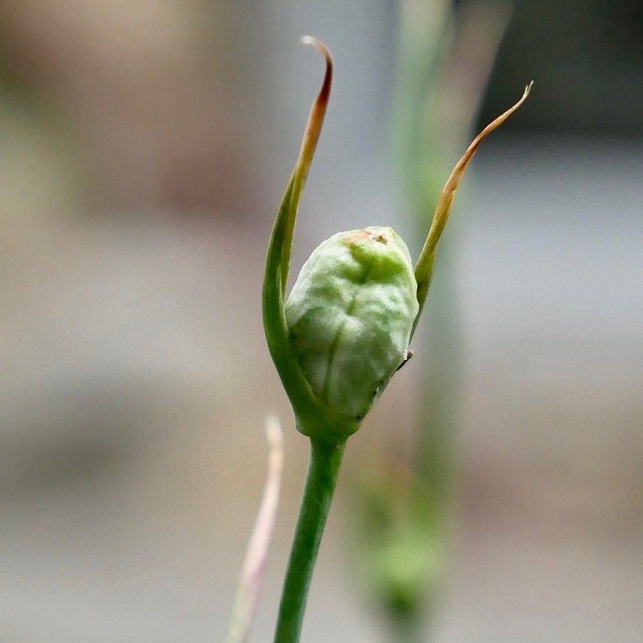 Gladiolus italicus fruit