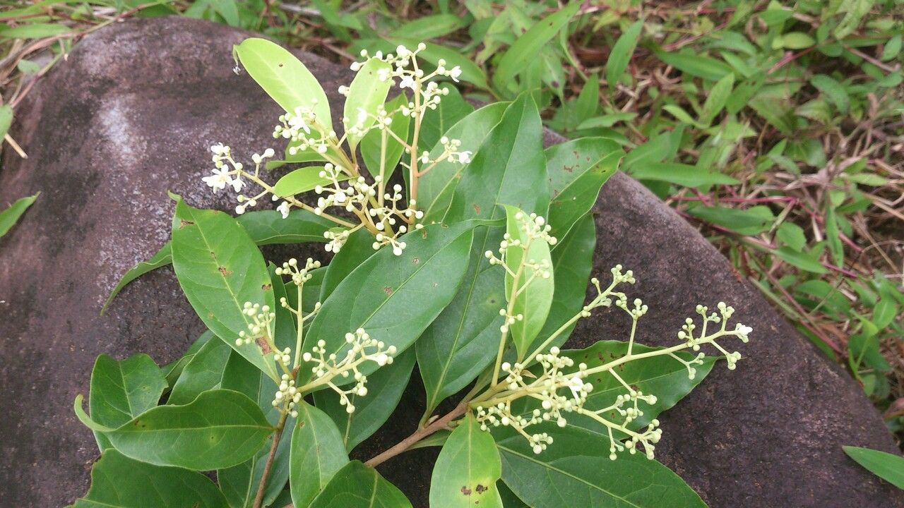 Nectandra umbrosa — search result for 'Nectandra'