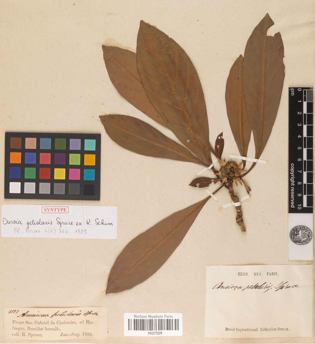 Duroia petiolaris fruit