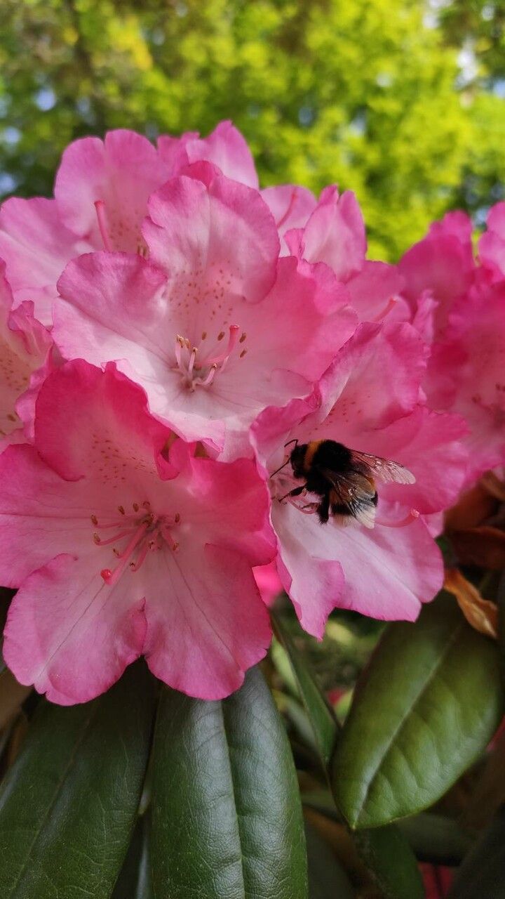 Rhododendron argyrophyllum flower
