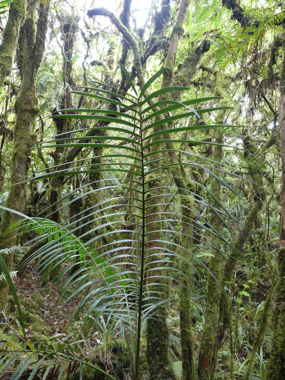 Acanthophoenix rubra leaf