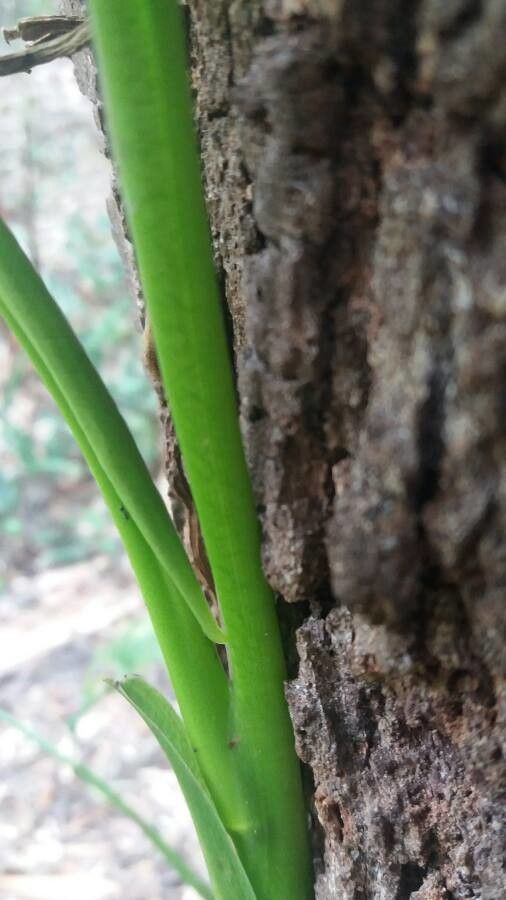 Syngonium hoffmannii bark