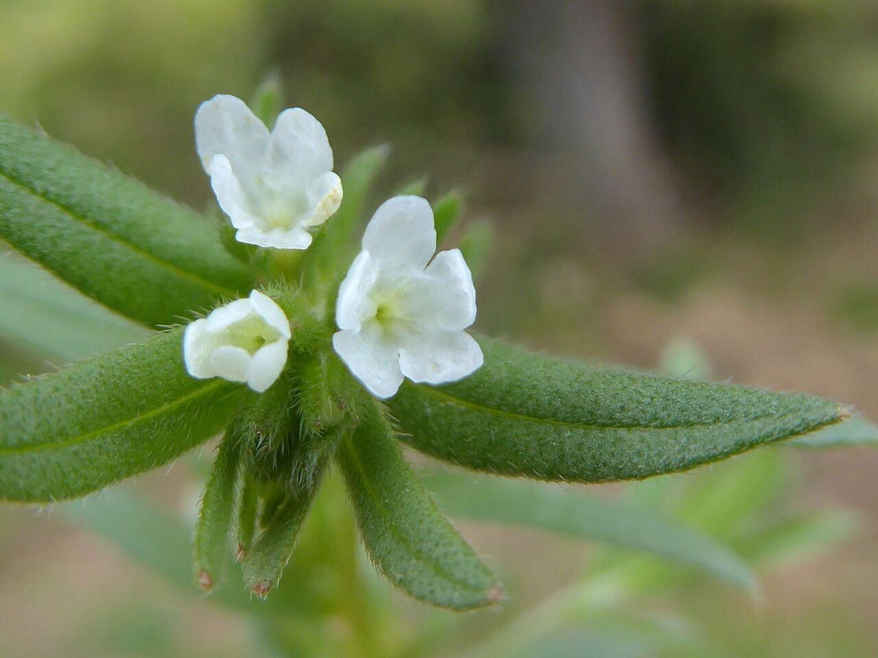 Buglossoides arvensis flower