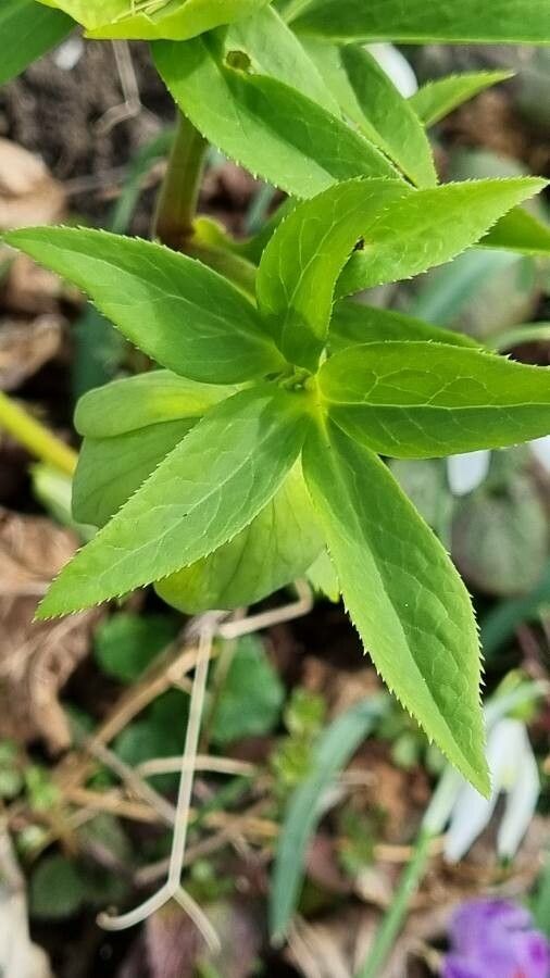 Helleborus odorus leaf