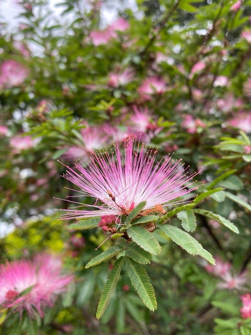Calliandra selloi flower