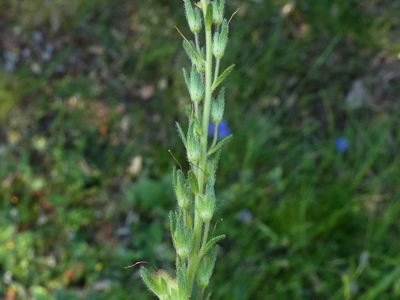 Veronica austriaca fruit