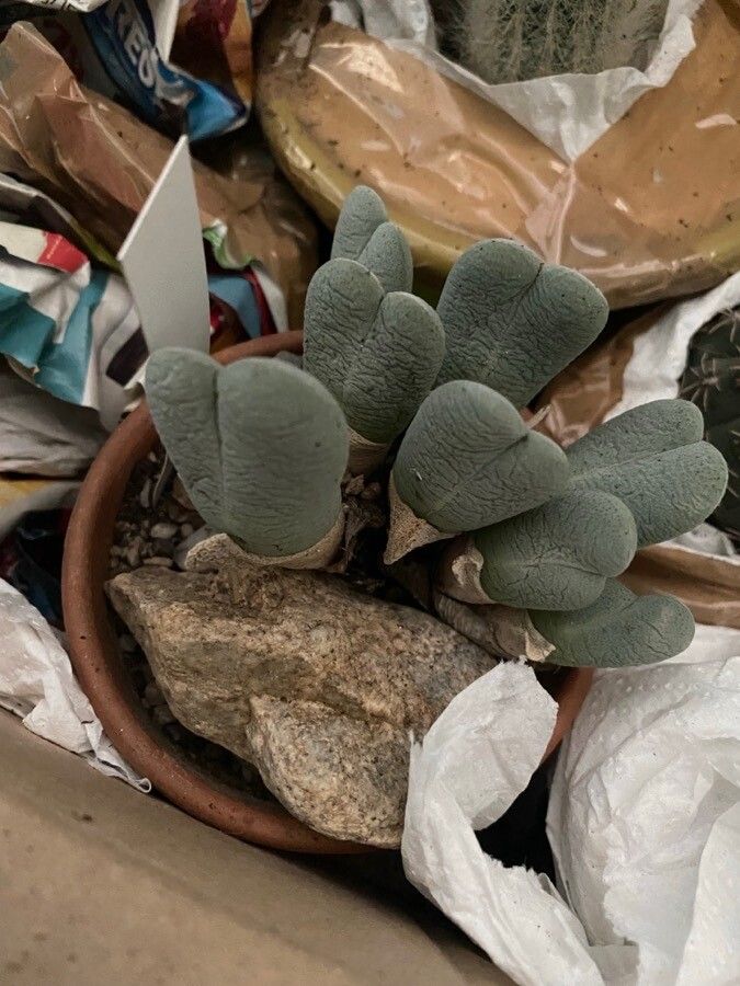 Cheiridopsis pillansii — houseplant care guide