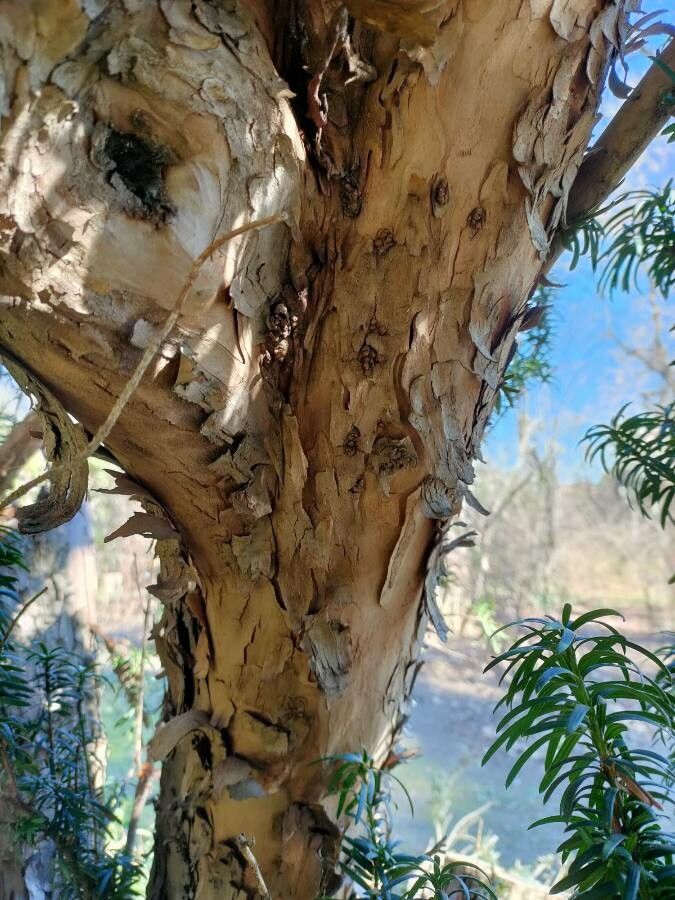 Cephalotaxus harringtonia bark