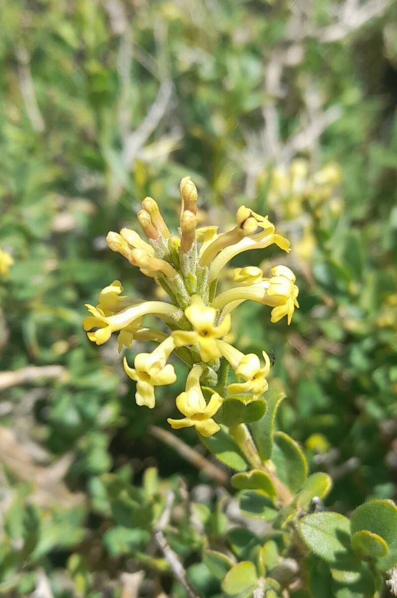 Mulguraea ligustrina flower