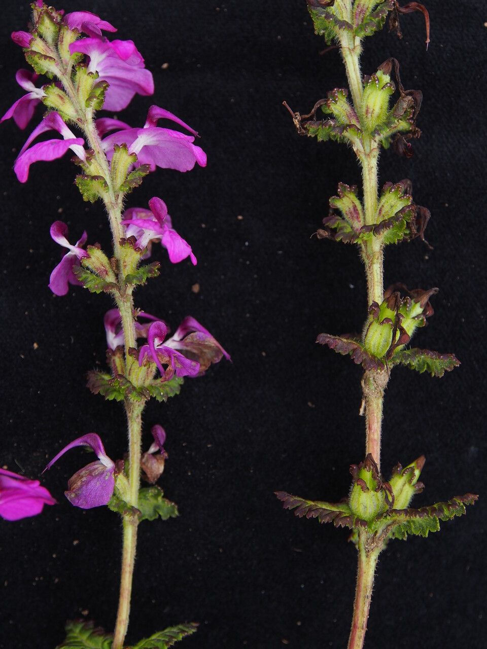 Pedicularis gracilis habit