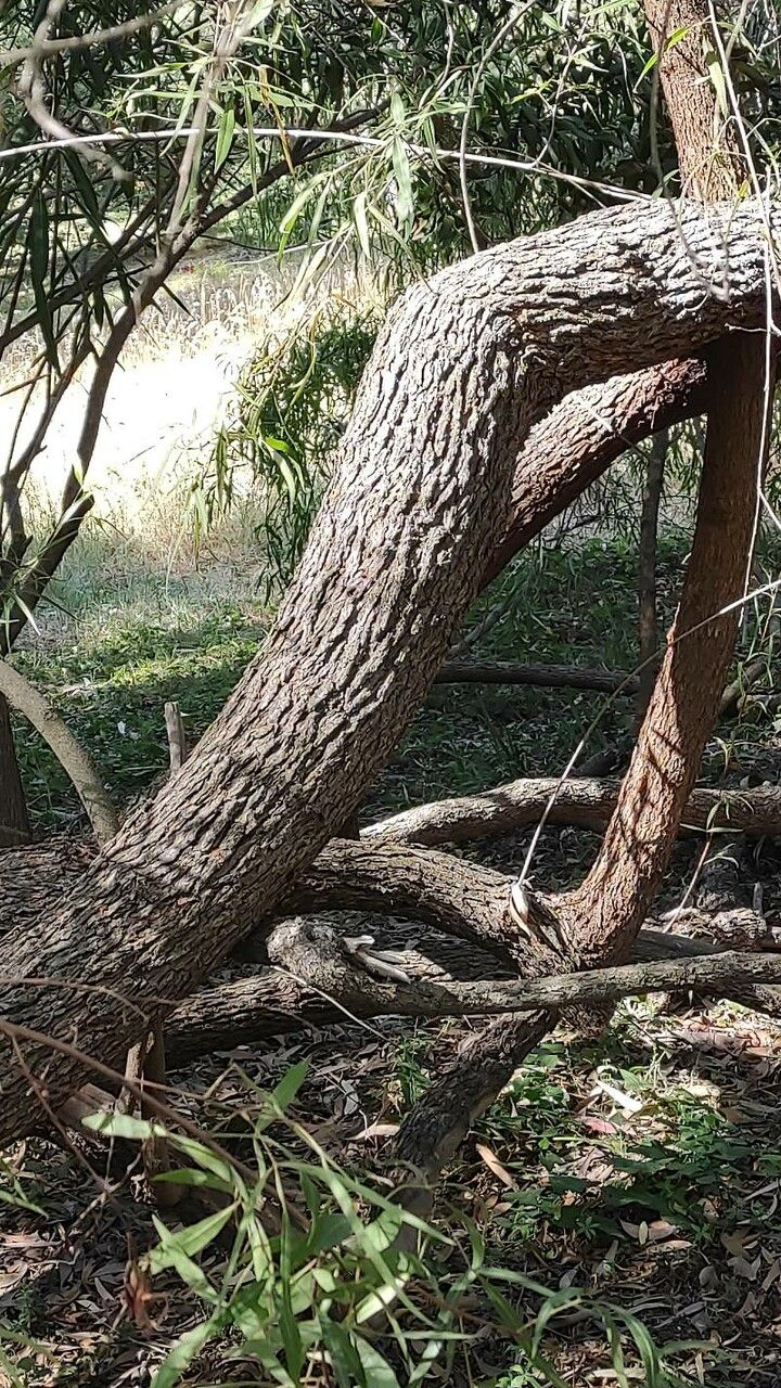 Searsia pendulina bark