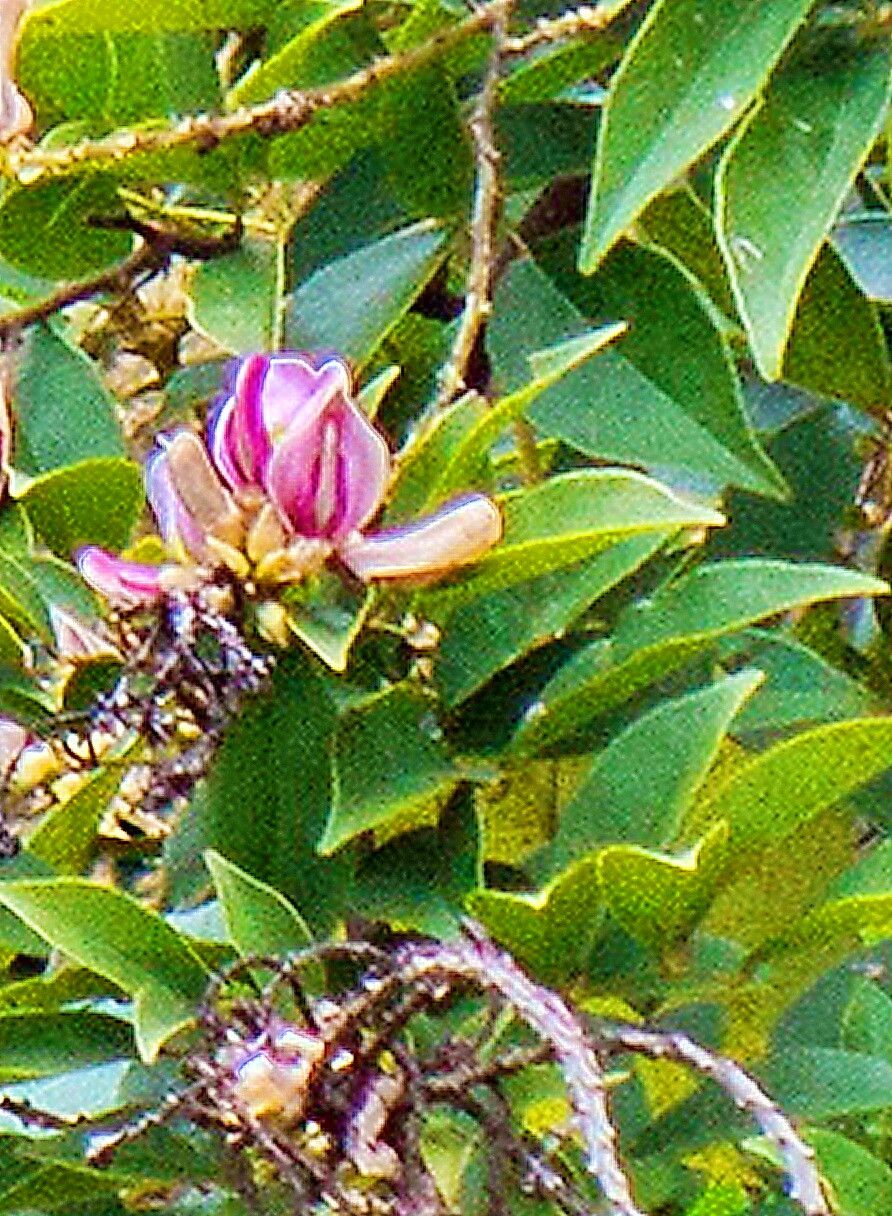 Callerya nitida — houseplant care guide