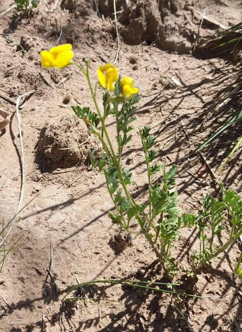 Adesmia muricata habit