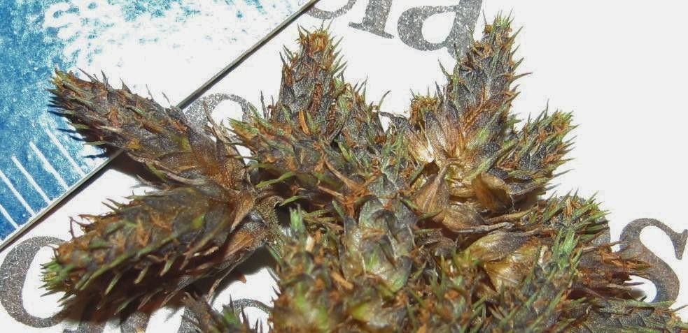 Fuirena incompleta — related species from the same genus