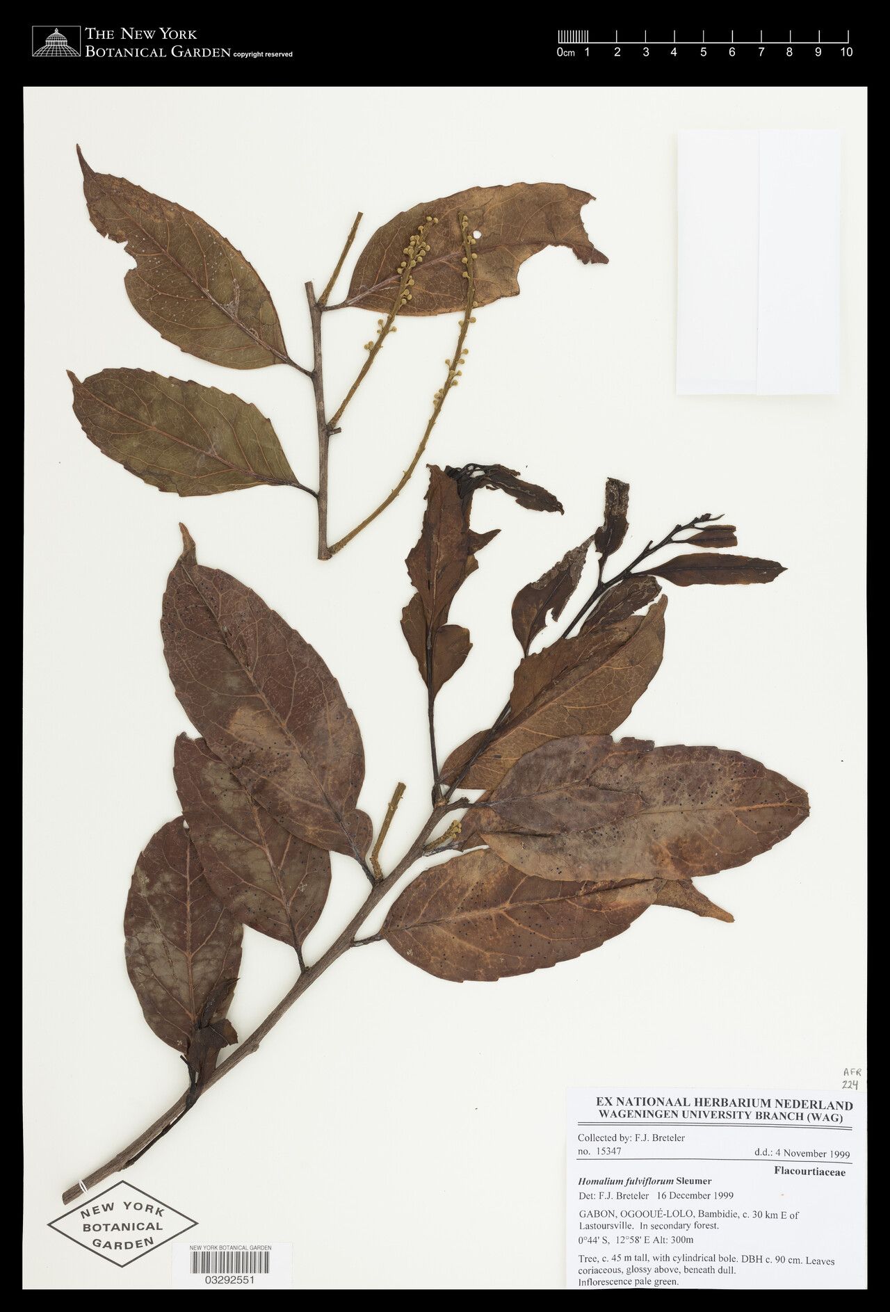 Homalium fulviflorum — houseplant care guide