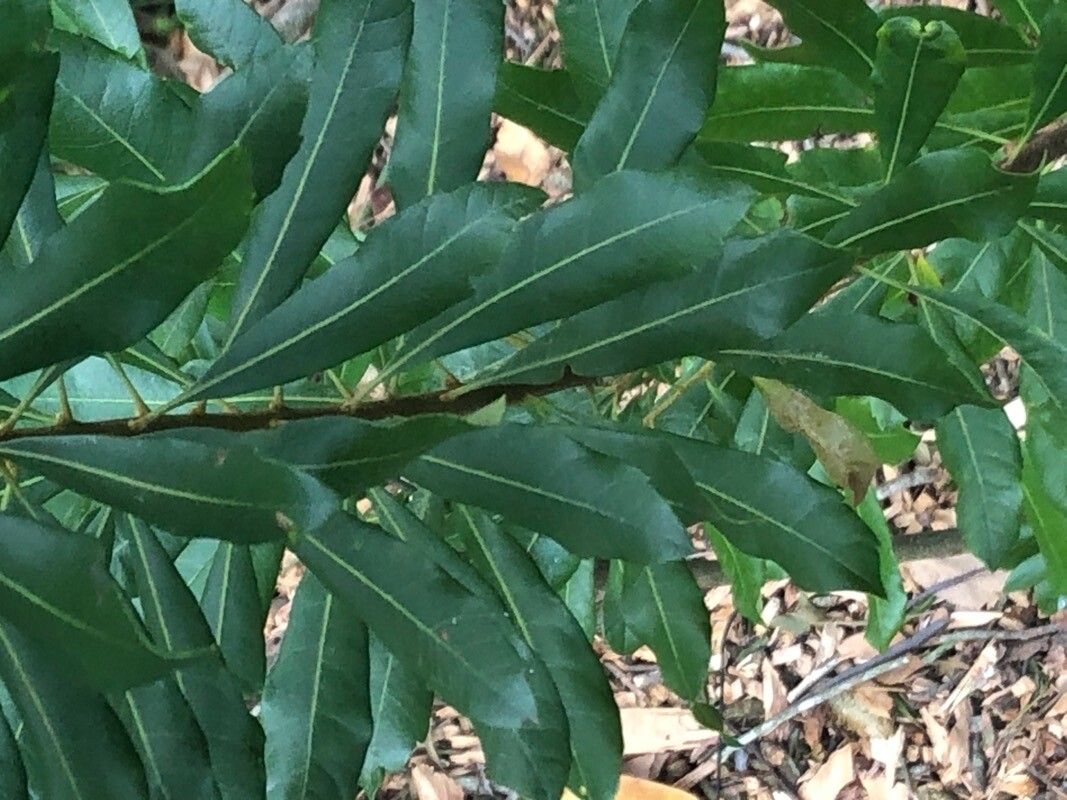 Myrica caroliniensis — related species from the same genus
