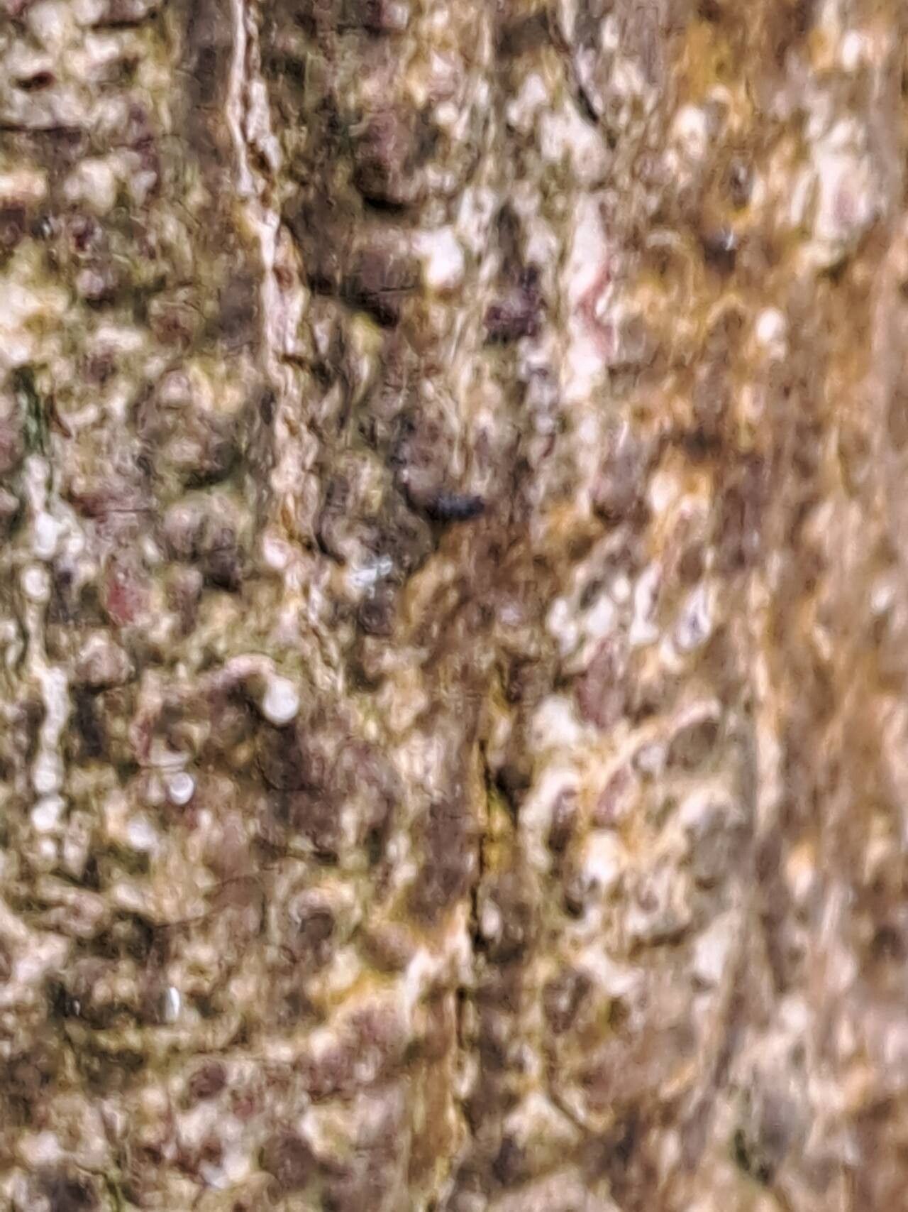 Neolitsea cassia bark