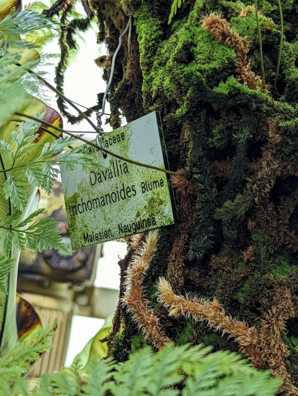 Davallia trichomanoides other