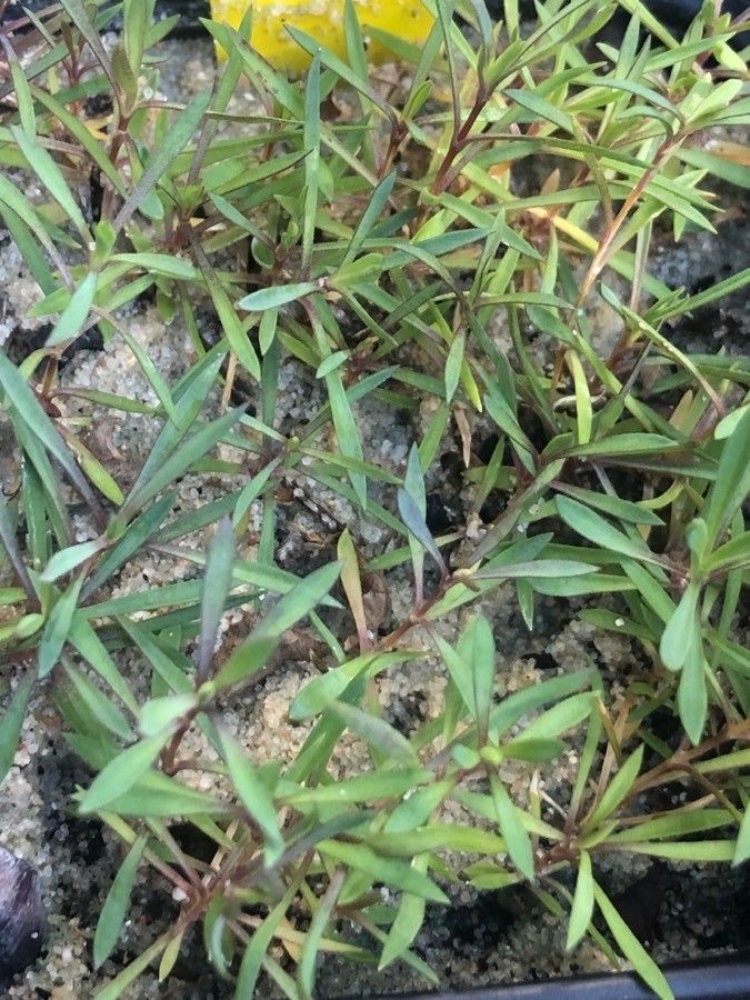 Dianthus gratianopolitanus leaf
