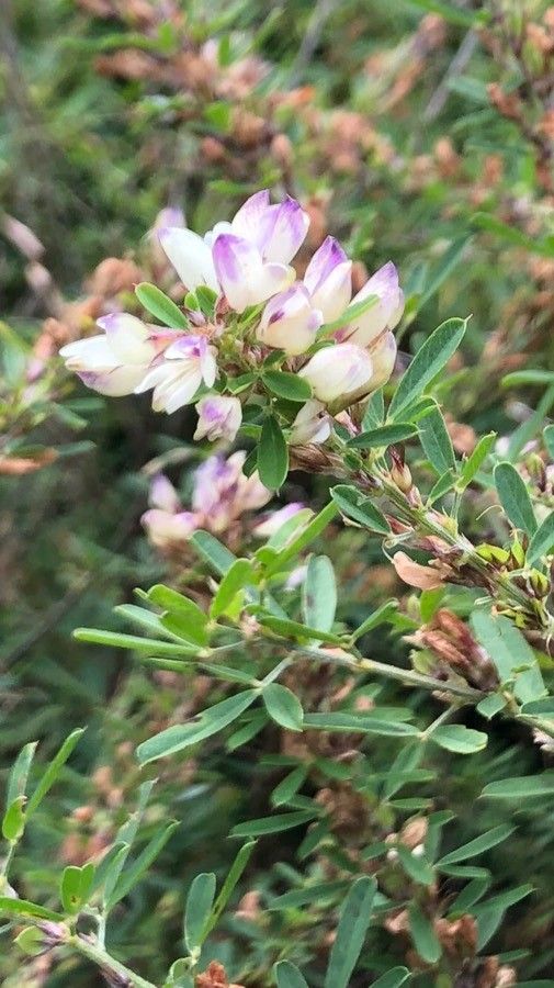 Lespedeza virginica flower