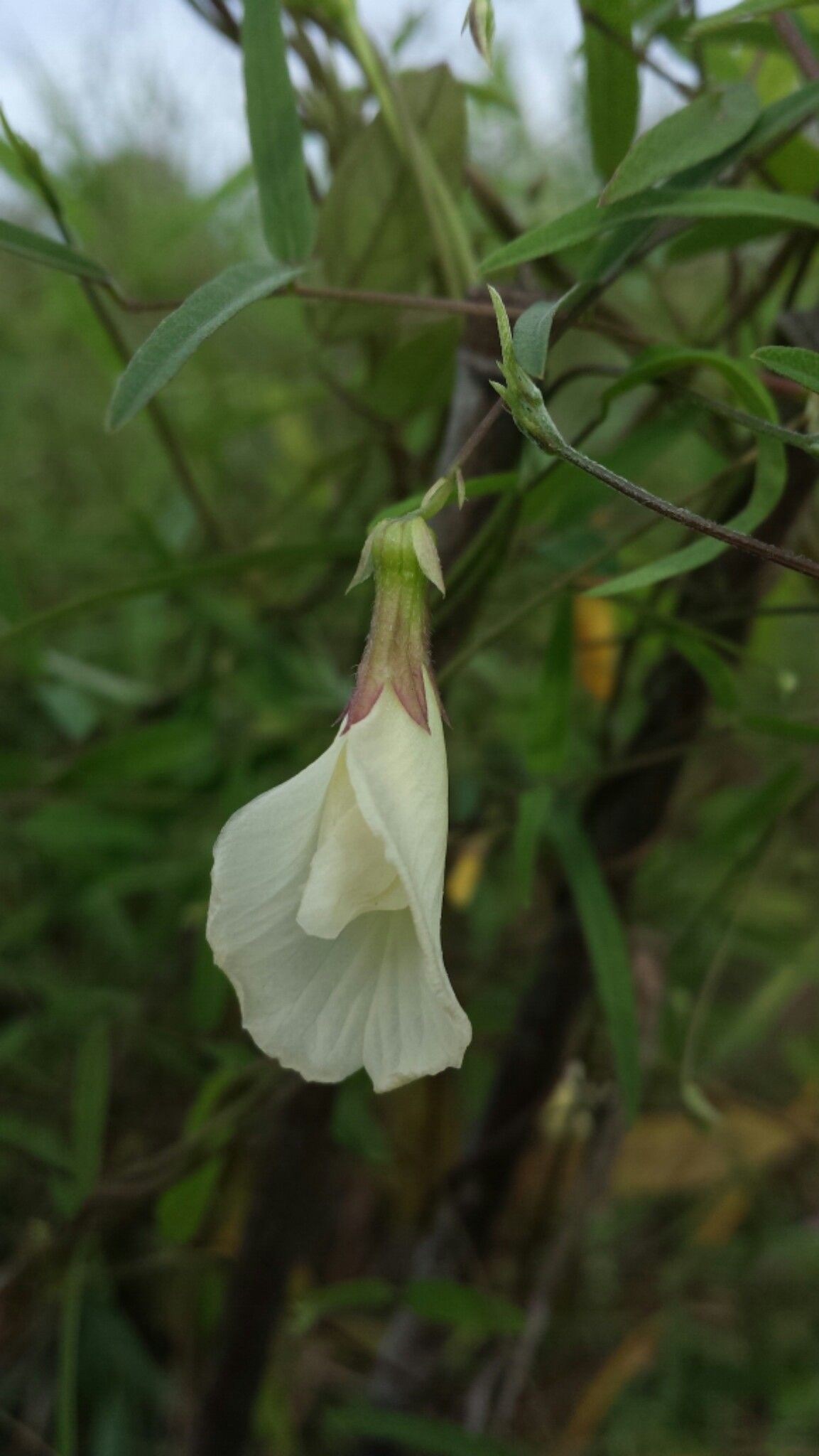 Clitoria heterophylla flower
