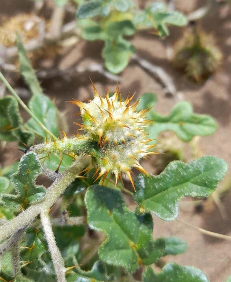 Solanum euacanthum fruit