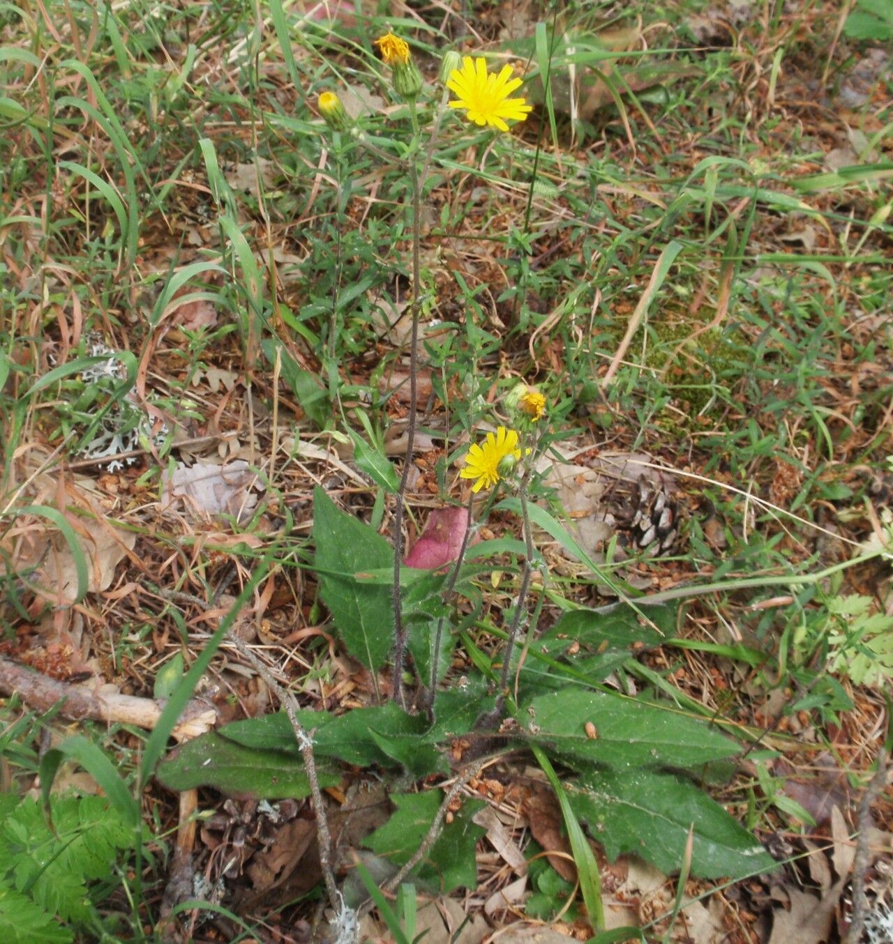 Hieracium lachenalii flower