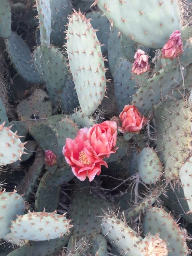 Opuntia aciculata flower