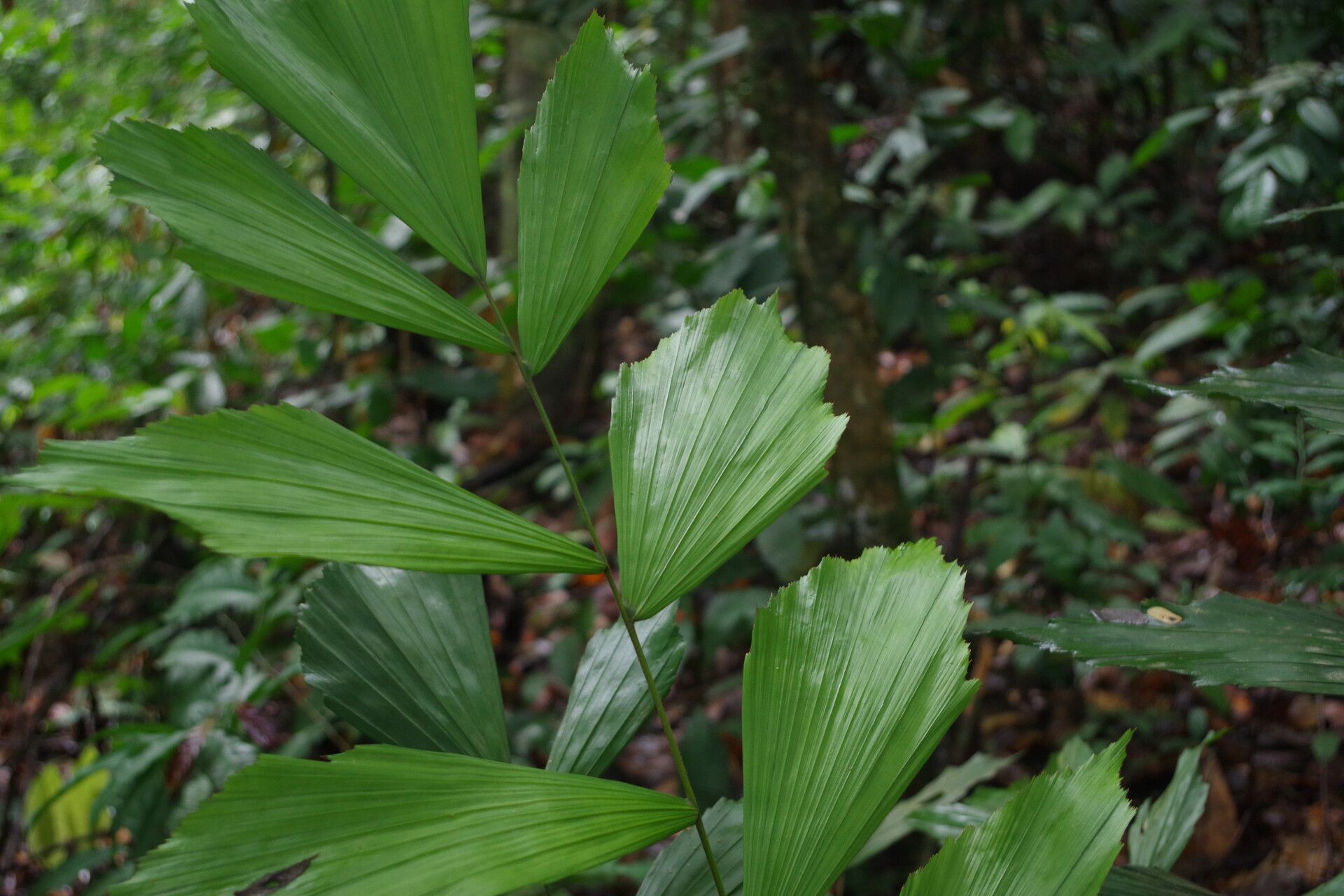 Podococcus acaulis — related species from the same genus