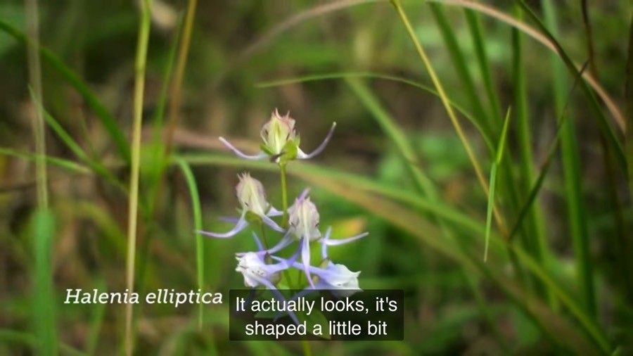Halenia elliptica — related species from the same genus
