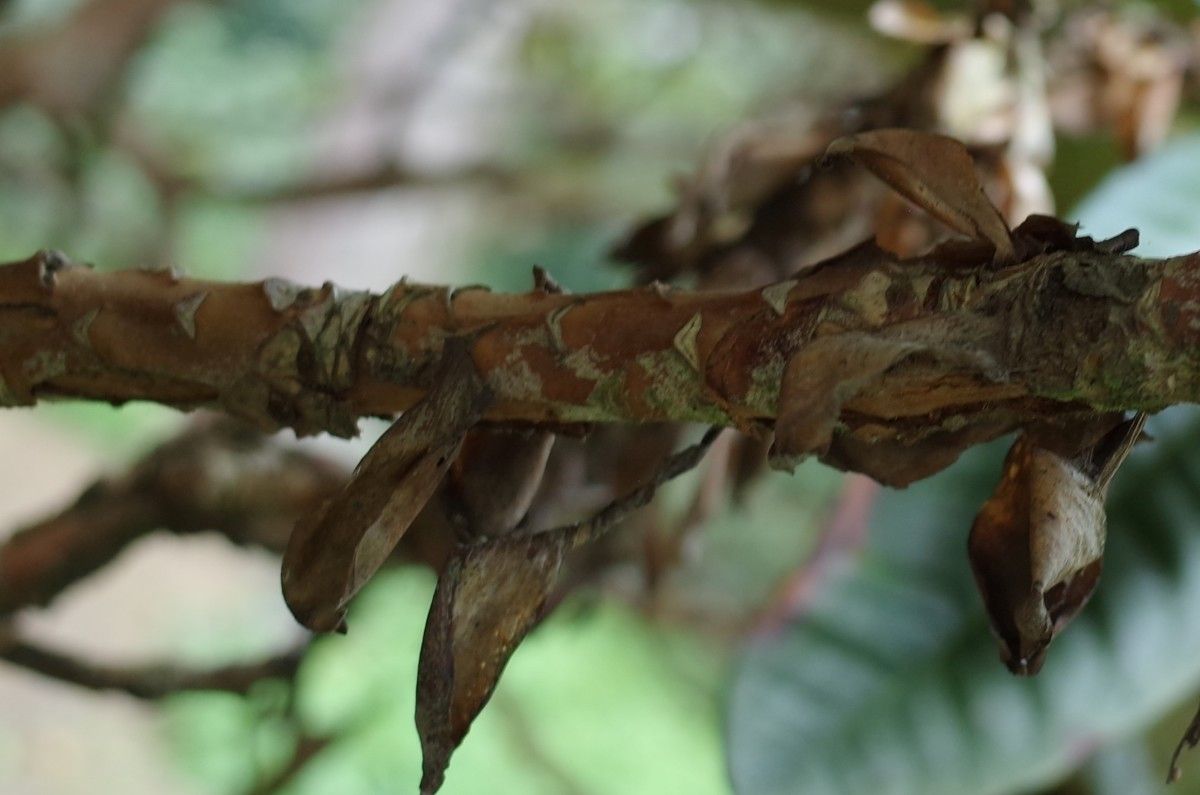 Rhododendron pudorosum bark