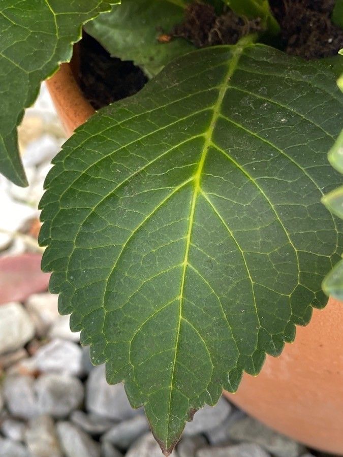 Hydrangea spp. leaf