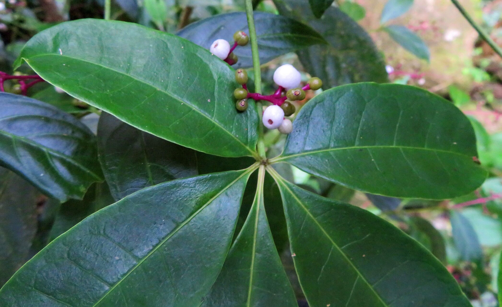 Palicourea deflexa — houseplant care guide