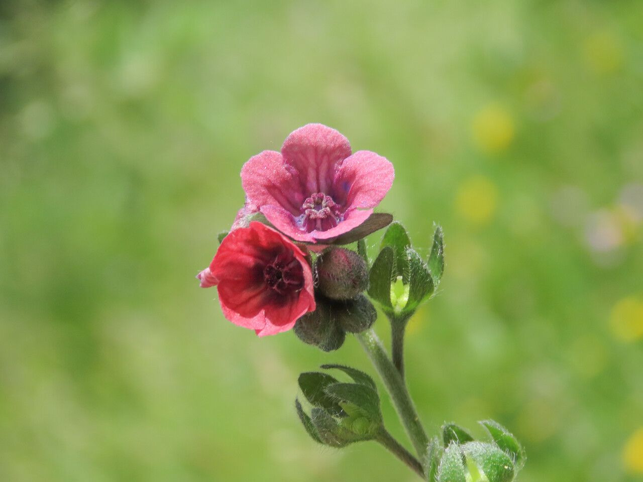 Cynoglossum montanum flower