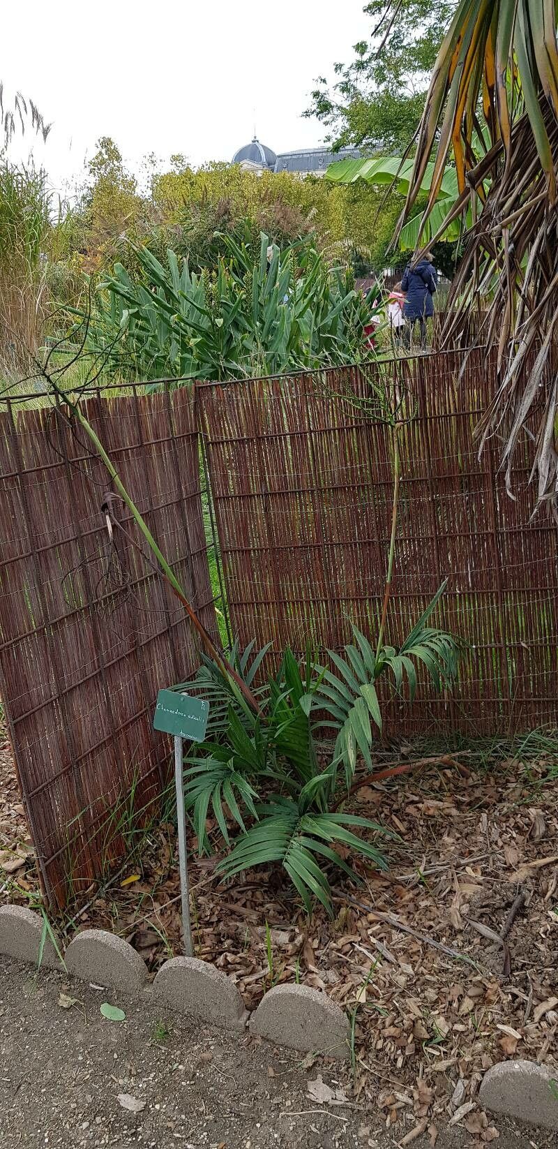 Chamaedorea radicalis habit