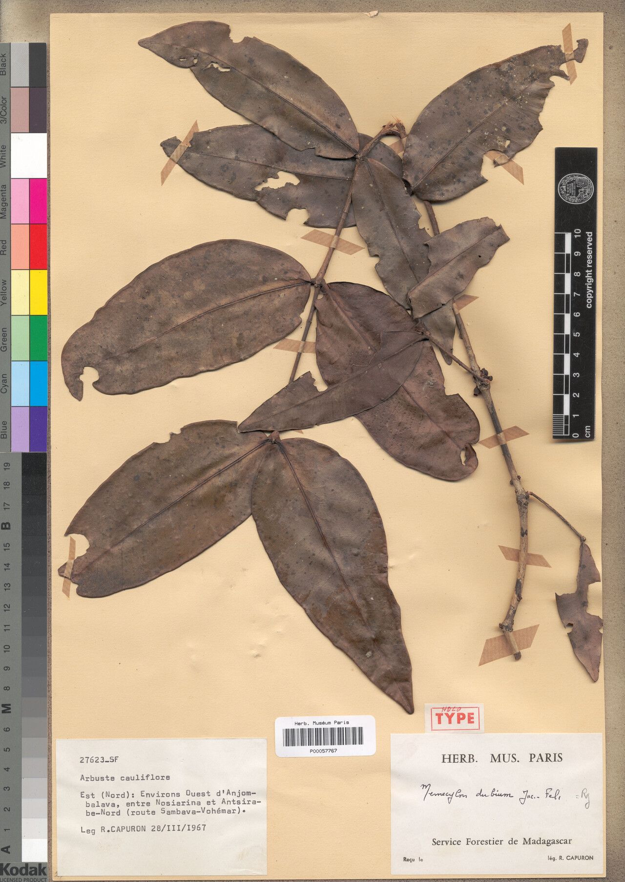 Memecylon dubium — houseplant care guide