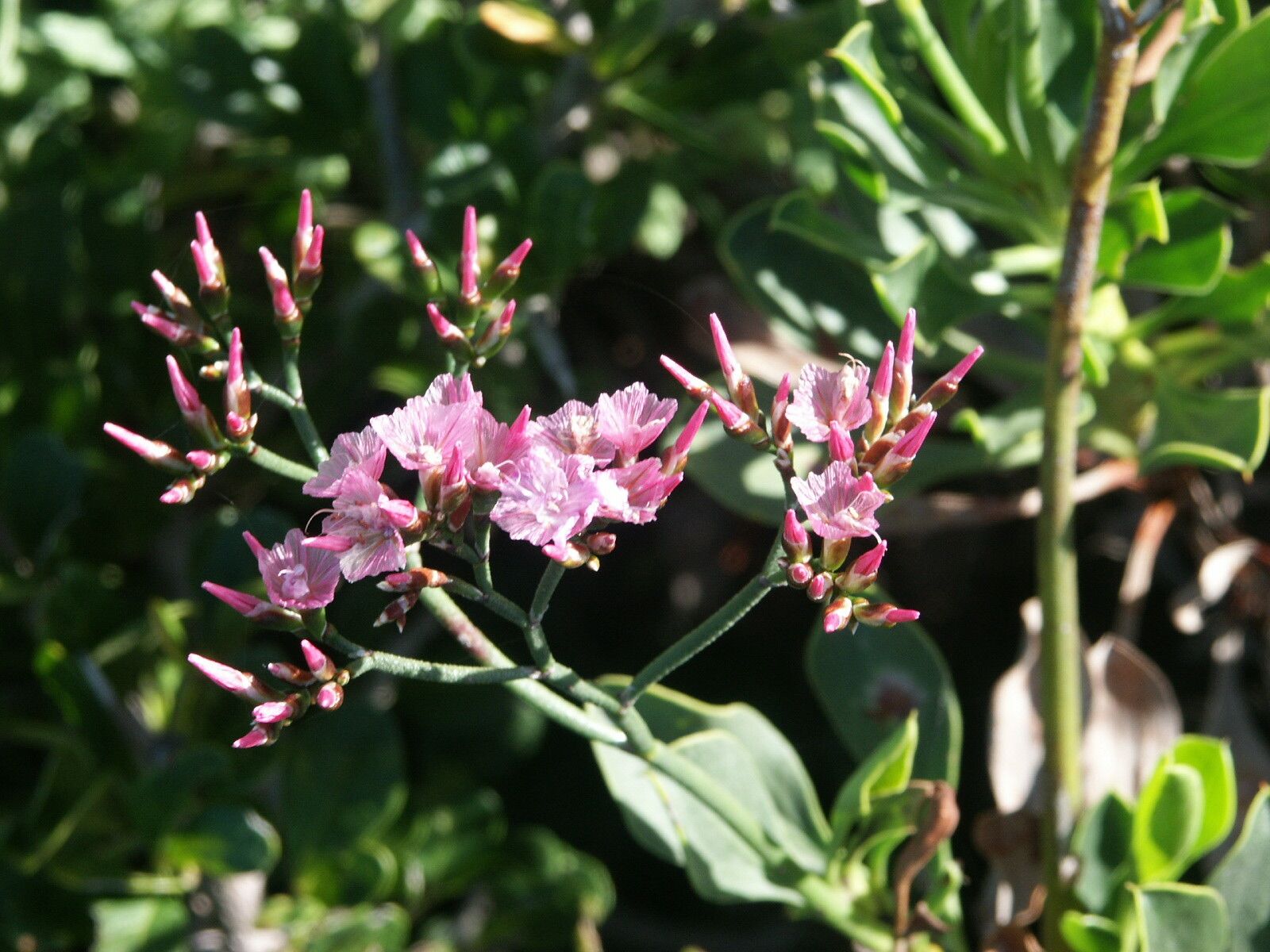 Limonium purpuratum — houseplant care guide