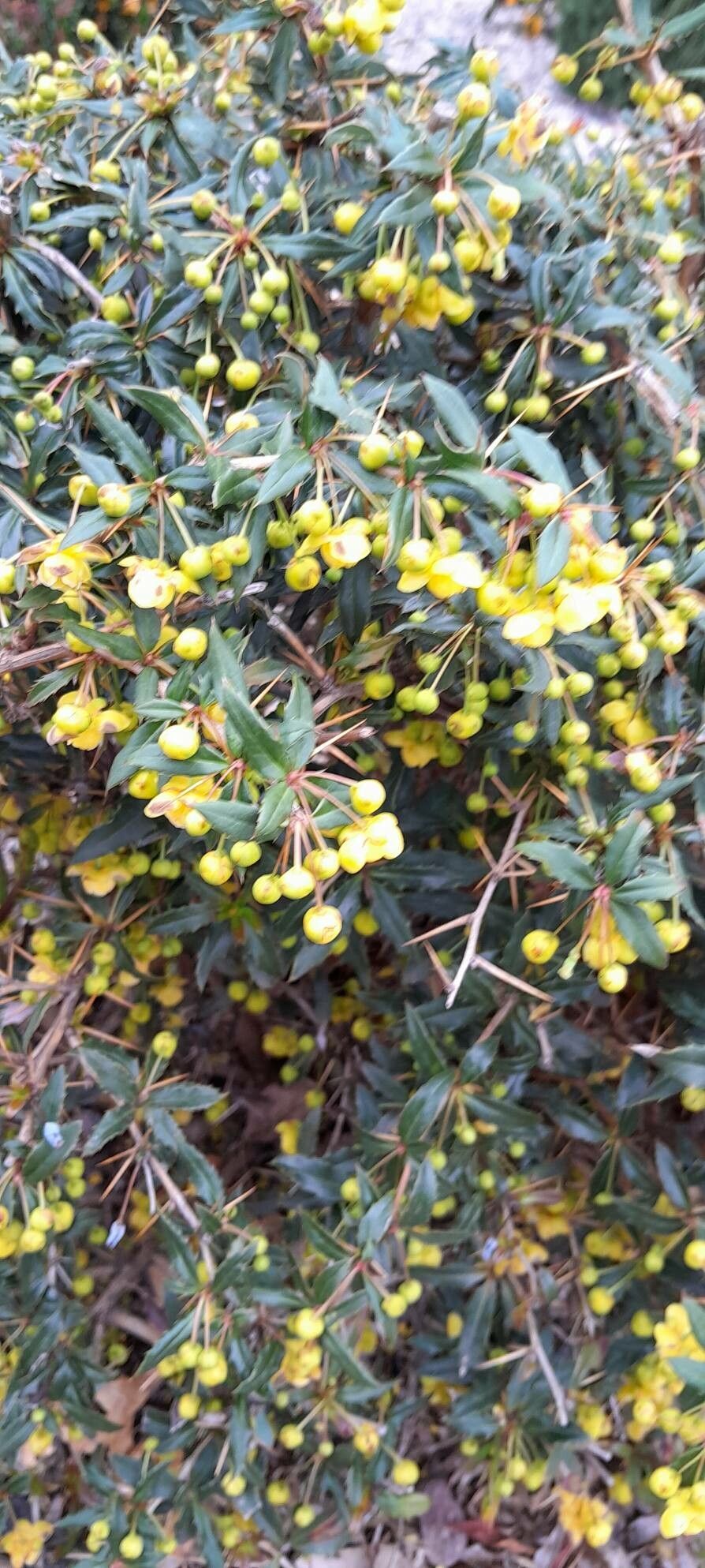 Berberis × hybridogagnepainii flower