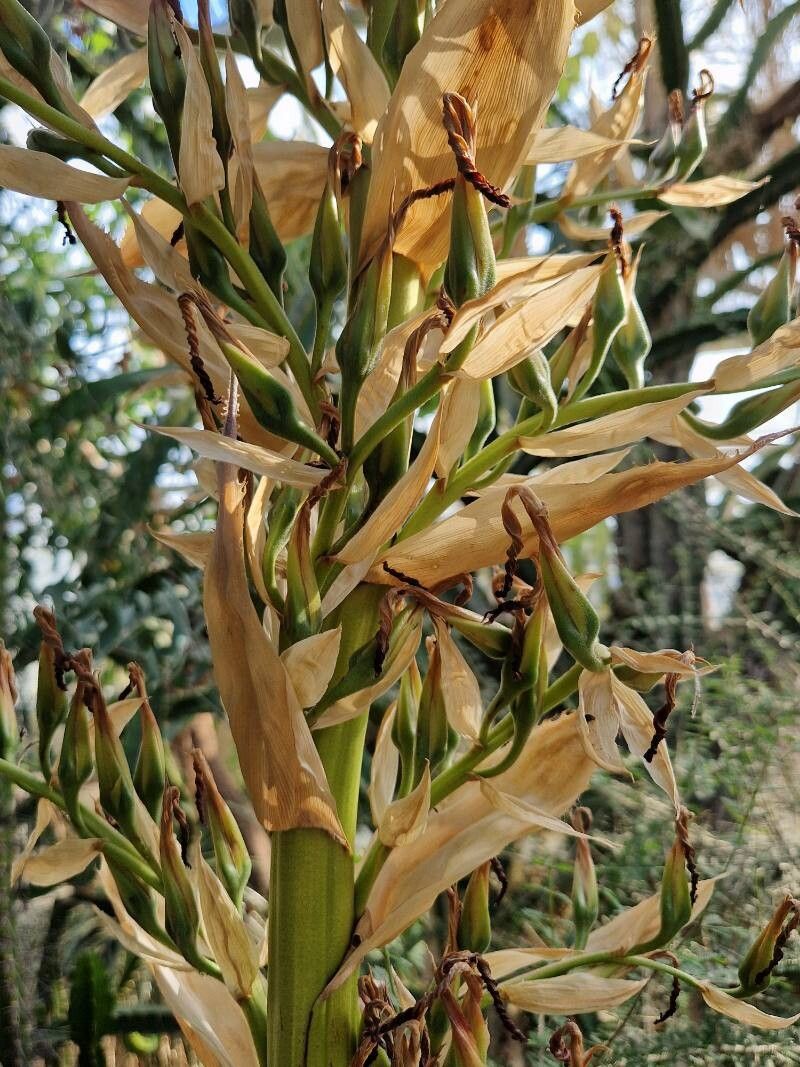 Puya glabrescens flower
