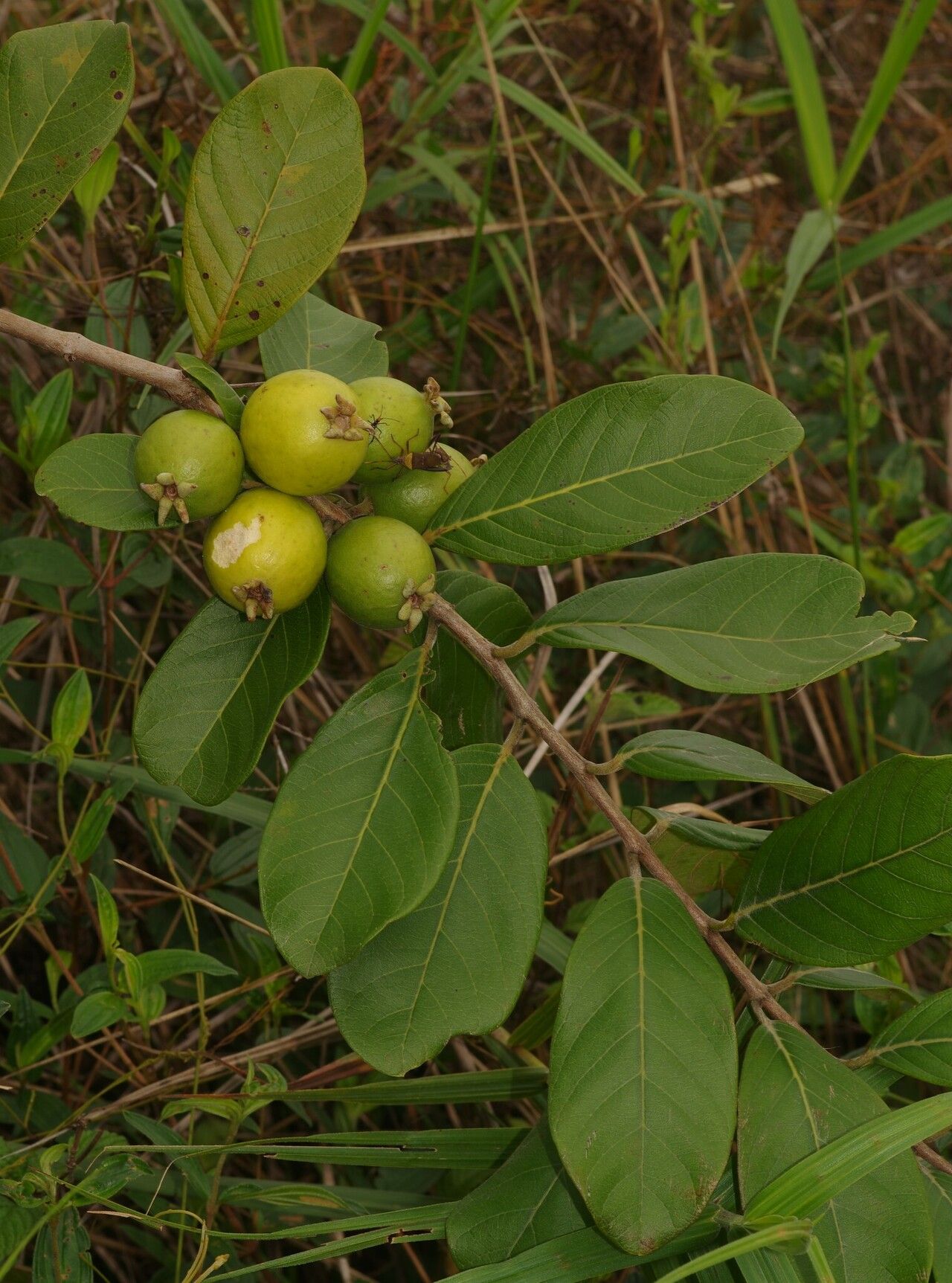 Psidium guyanense fruit