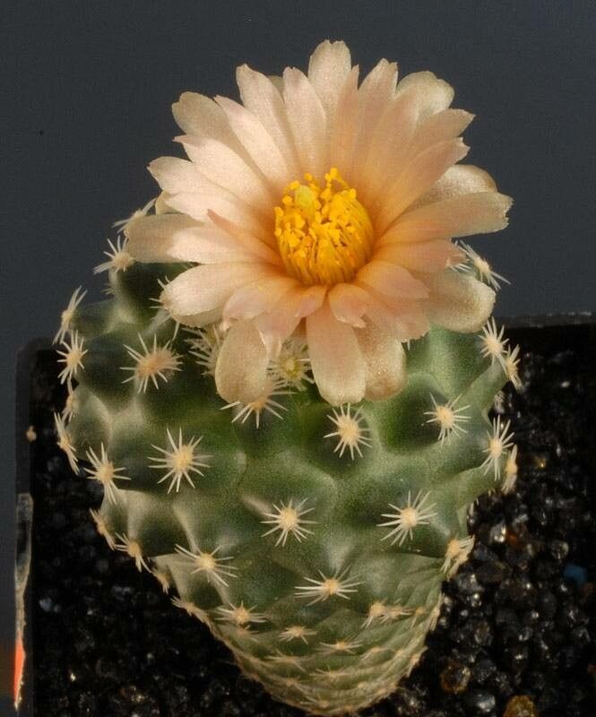 Pediocactus bradyi flower