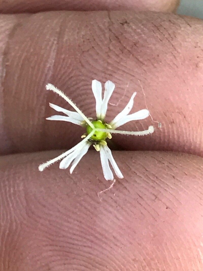 Silene catholica flower