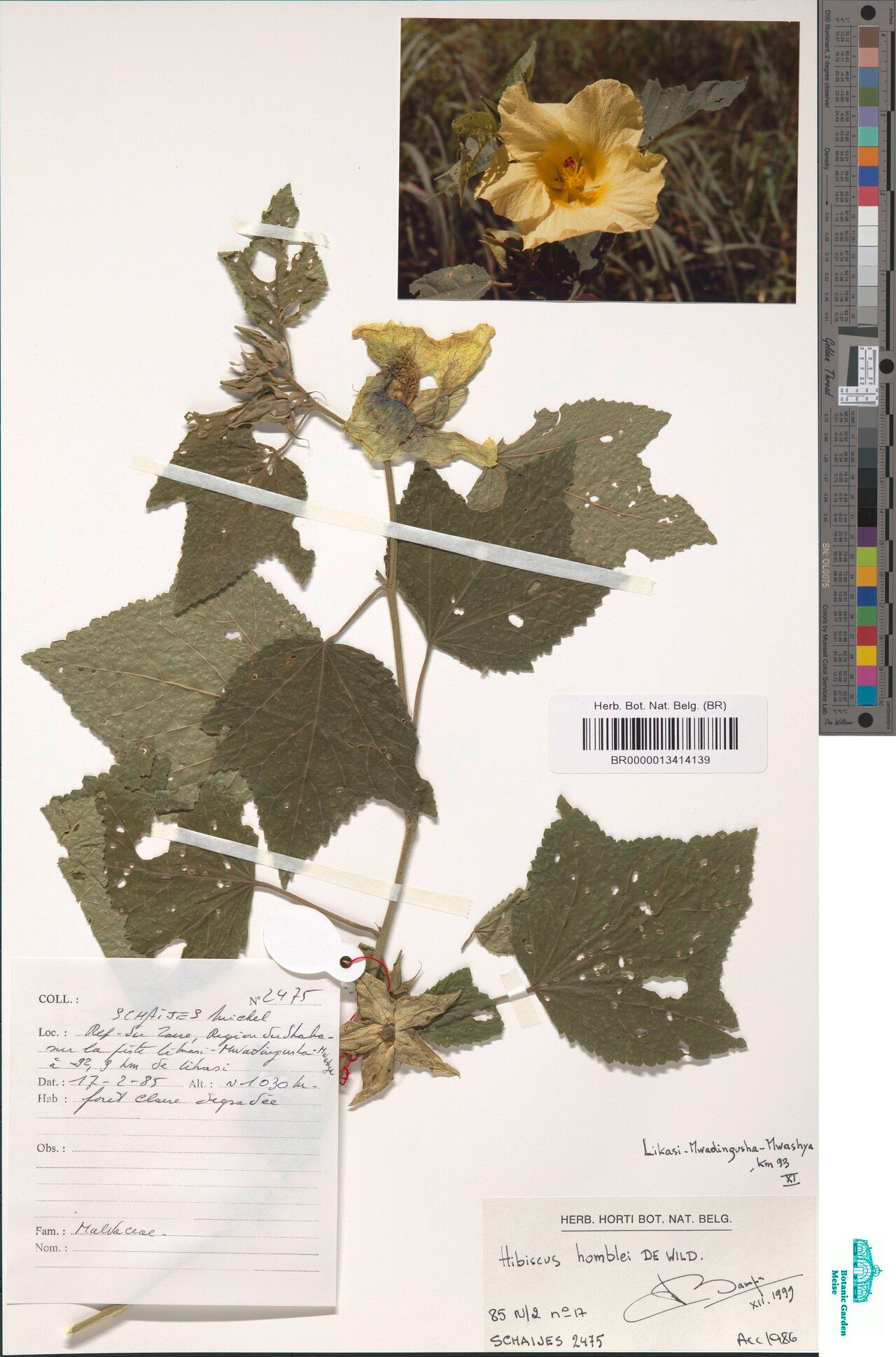 Hibiscus homblei — houseplant care guide