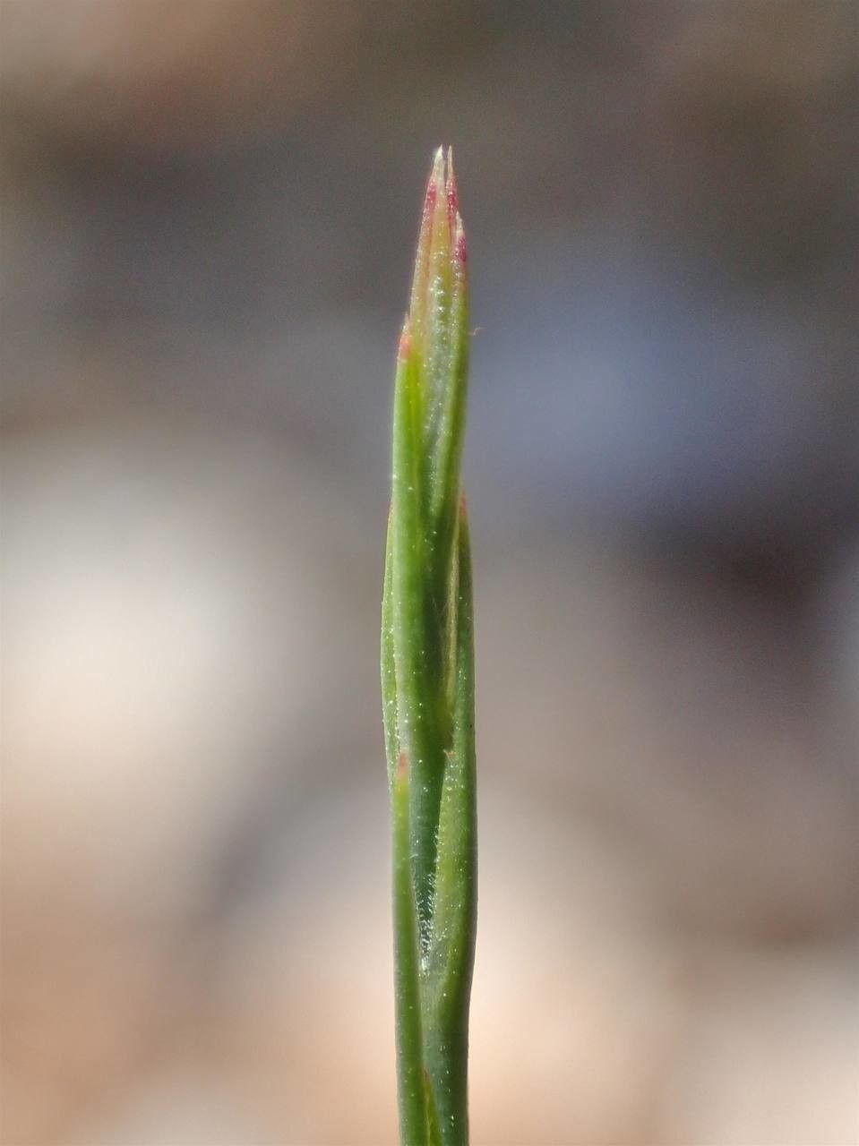 Bufonia paniculata fruit