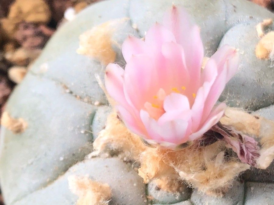 Lophophora williamsii flower