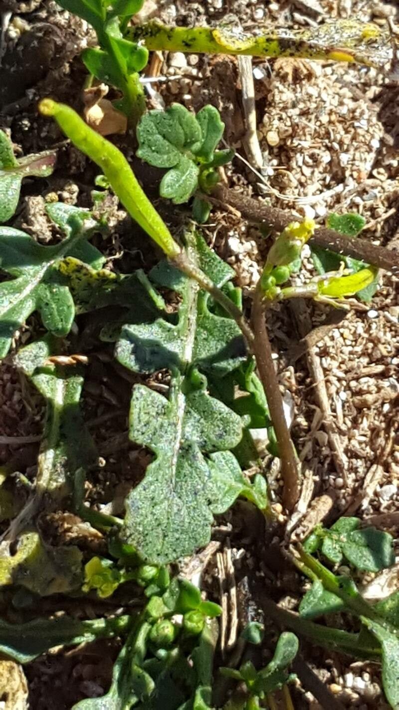 Diplotaxis viminea — search result for 'Diplotaxis'