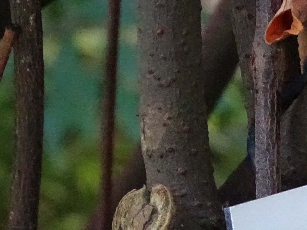 Derris elliptica bark