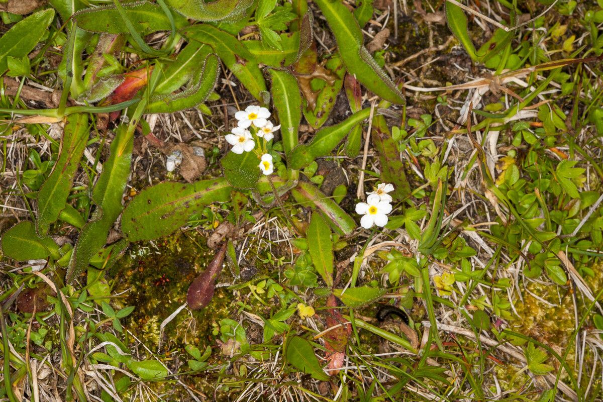 Androsace obtusifolia habit