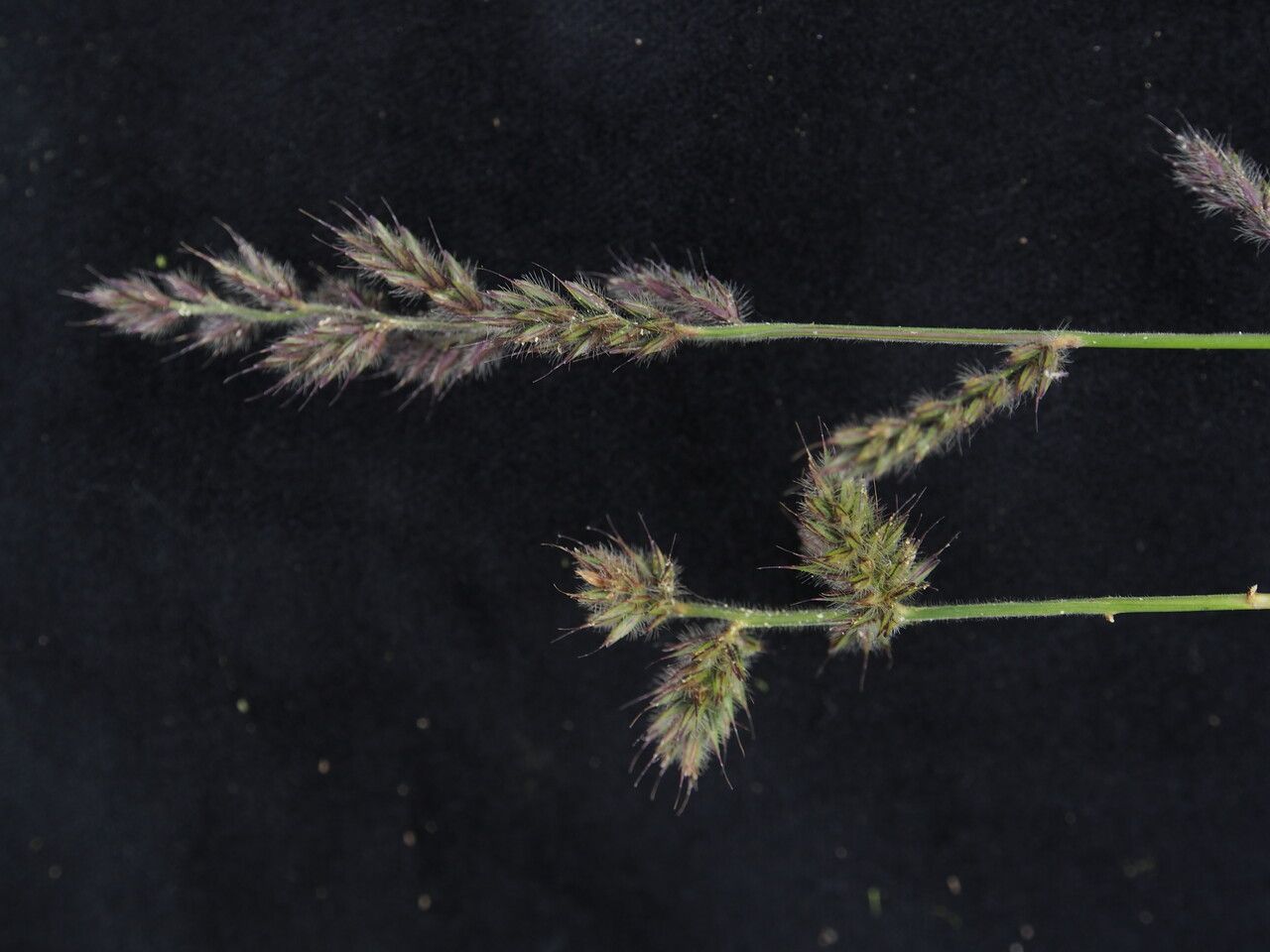 Himalayacalamus hookerianus habit